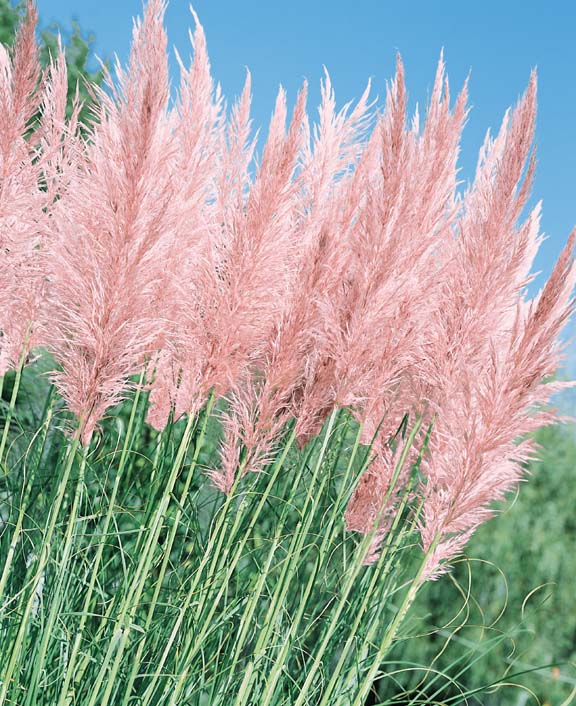 Pink Feather Pampas Grass Seeds - Perennial Flower Seeds