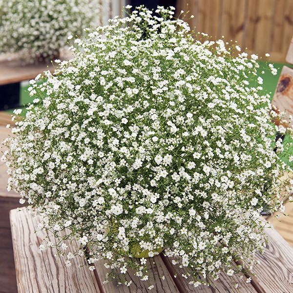 Gypsy White Improved Annual Baby's Breath Seeds - Annual Flower Seeds