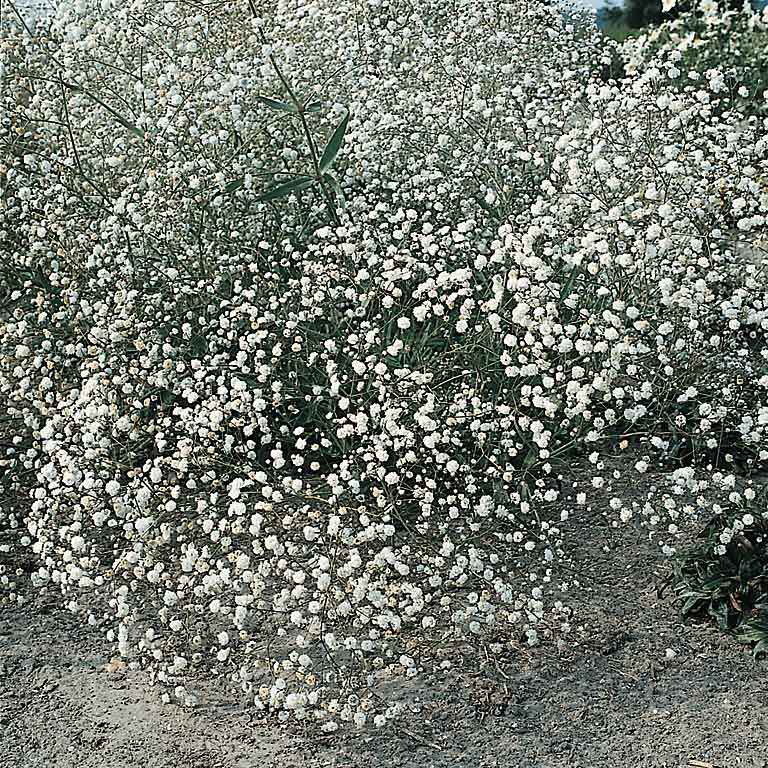 Gypsophila Baby's Breath flower seeds - Sierra Flora