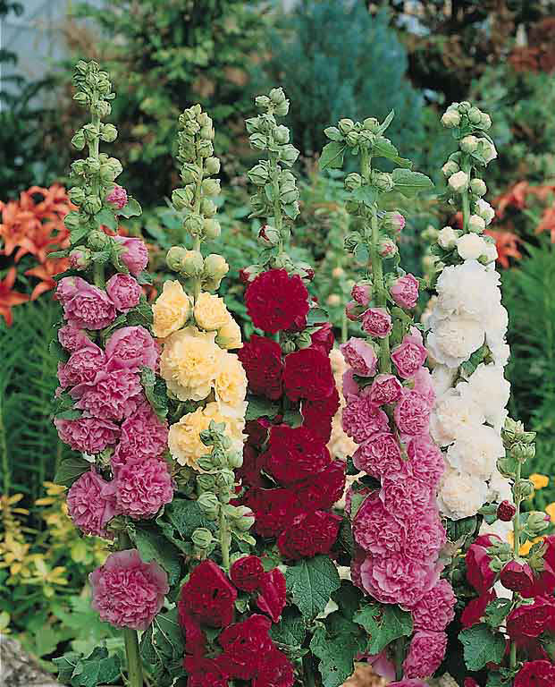 Hollyhock varieties, Alcea rosea varieties