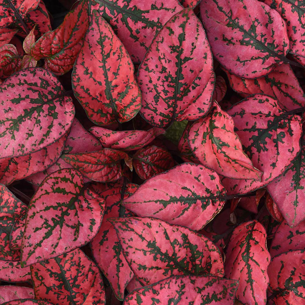 Hypoestes Splash Select Red