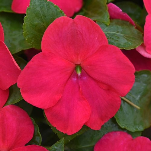 Impatiens Beacon Lipstick