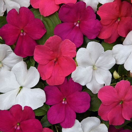 Impatiens Beacon Portland Mix