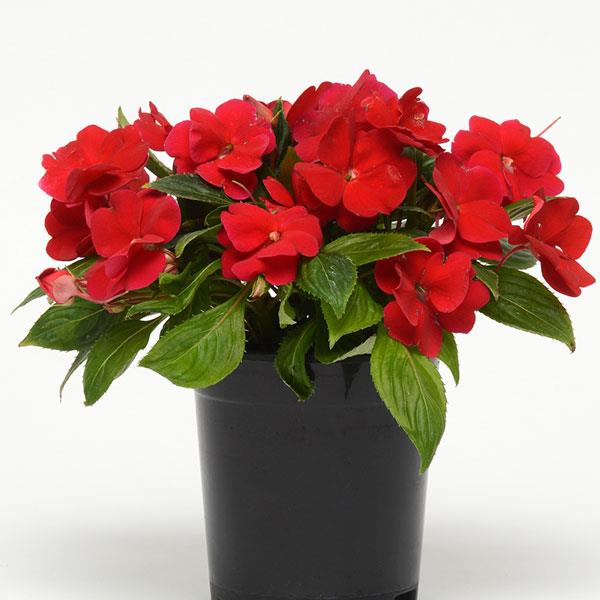 Impatiens Seeds | 30 Impatiens | Annual Flower Seeds