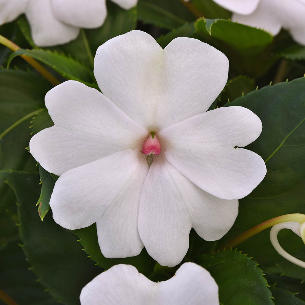 Impatiens Solarscape White Pearl