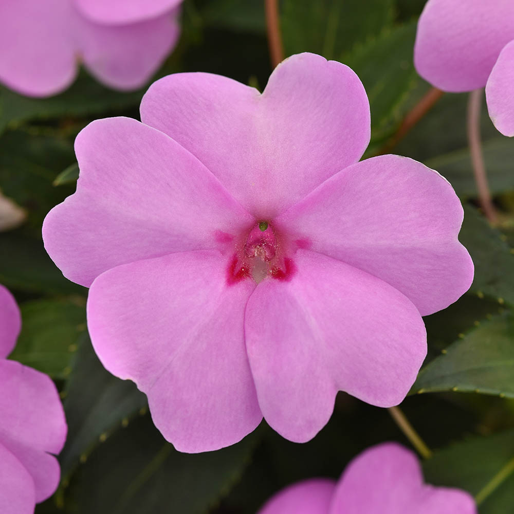 Impatiens Solarscape Xl Lilac Spark