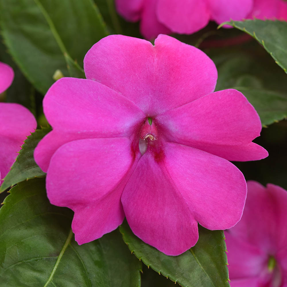 Impatiens Solarscape Xl Pink Jewel