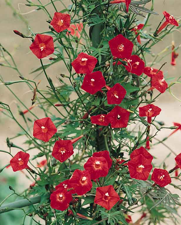 Cardinal Climber Seeds | Flowering Vine Seeds