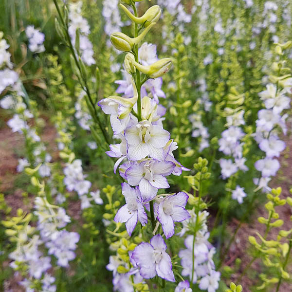 Larkspur Katys Picotee