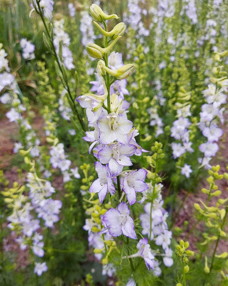 Larkspur Katys Picotee