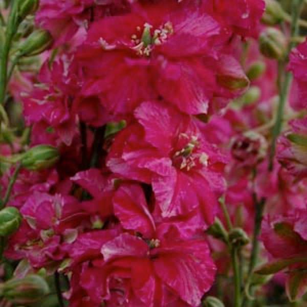 Larkspur Seeds | Giant Imperial | Annual Flower Seeds