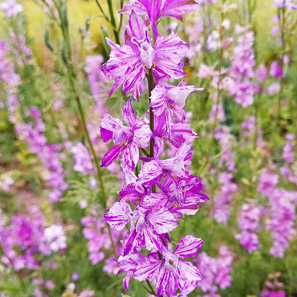 Larkspur Splish Splash