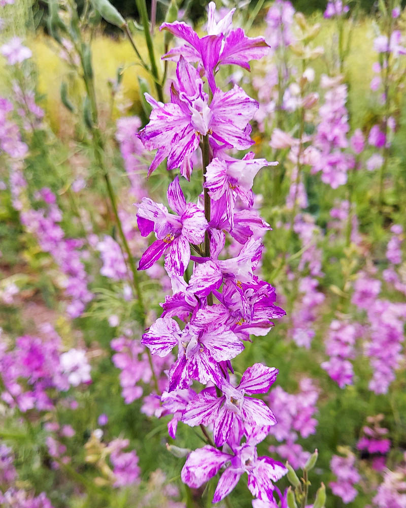 Larkspur Splish Splash