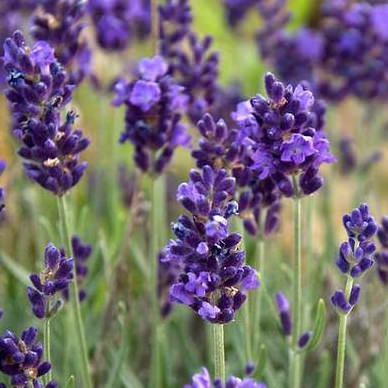 Lavender Seeds | 11 Lavenders | Perennial Flower Seeds