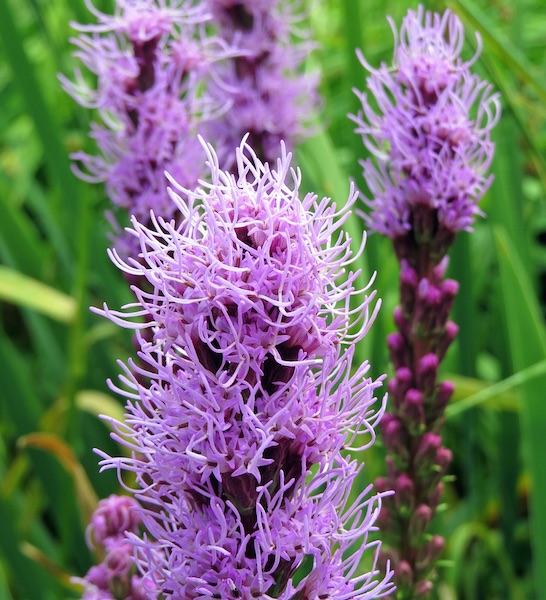 Gayfeather Seeds - Blazing Star Perennial Flower Seeds