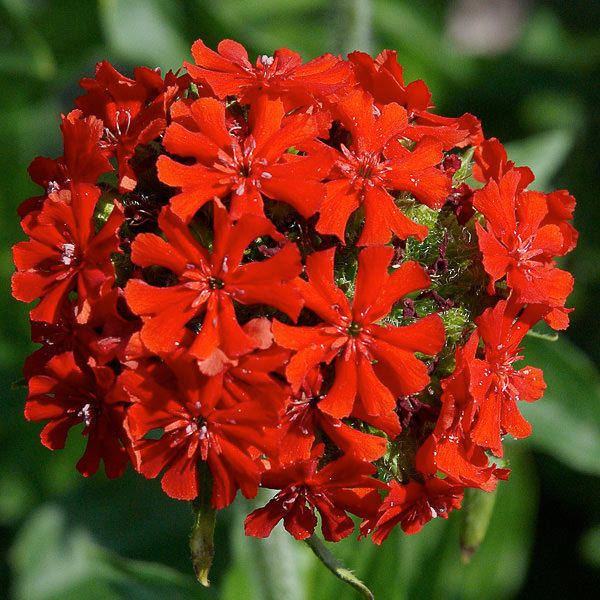 Lychnis Seeds Maltese Cross Rose Campion Perennial Flower Seeds