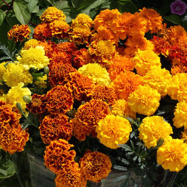 Marigold Seeds - 14 African & French Marigolds - Annual ...