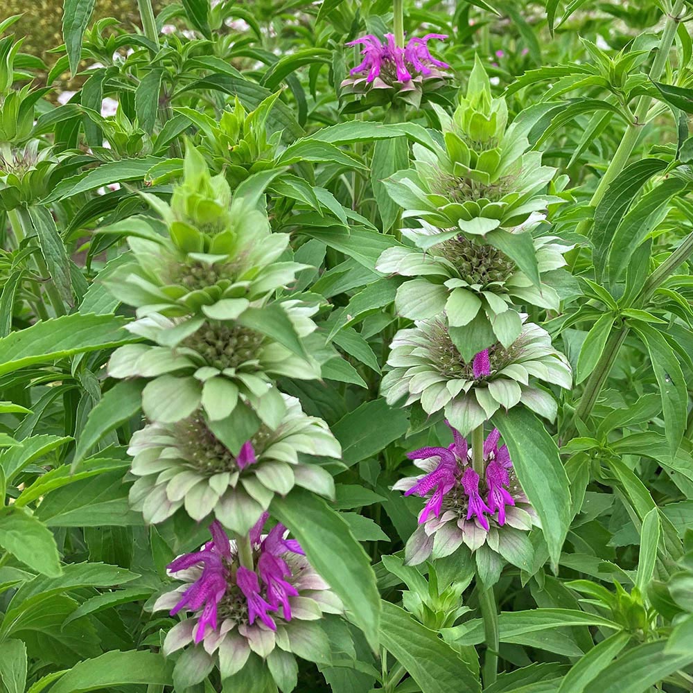 Spotted Beebalm