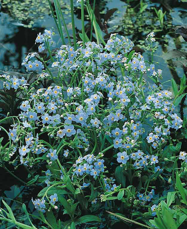 Forget Me Not Seeds for Planting - Myosotis Sylvatica Memorial and Funeral Seeds