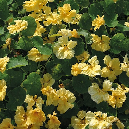 Nasturtium Double Delight Cream