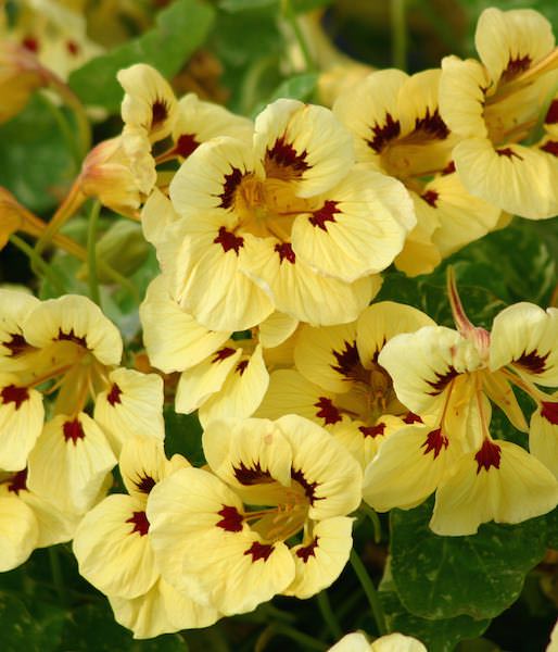 Nasturtium Seeds - 15 Nasturtiums - Showy Annual Flower Seeds