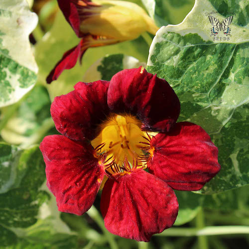 Nasturtium Troika Velvet