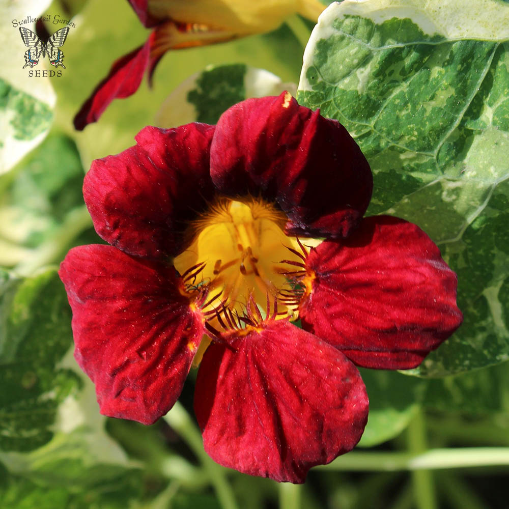 Nasturtium Troika Velvet