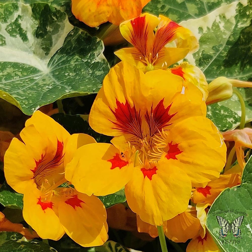 Nasturtium Troika Yellow Closeup