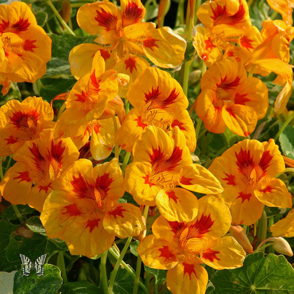 Nasturtium Troika Yellow Flowers