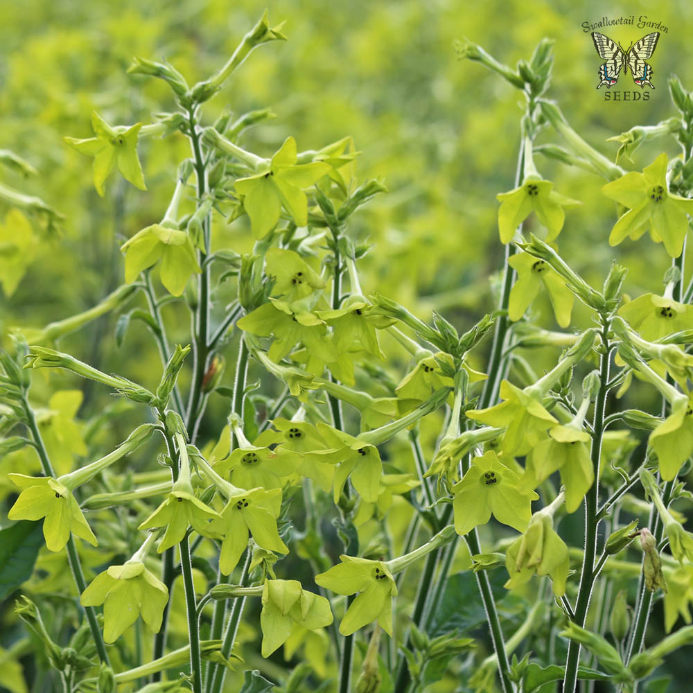 Nicotiana Alata Mojito Flowers