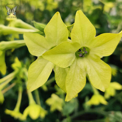 Nicotiana Alata Mojito Flowers