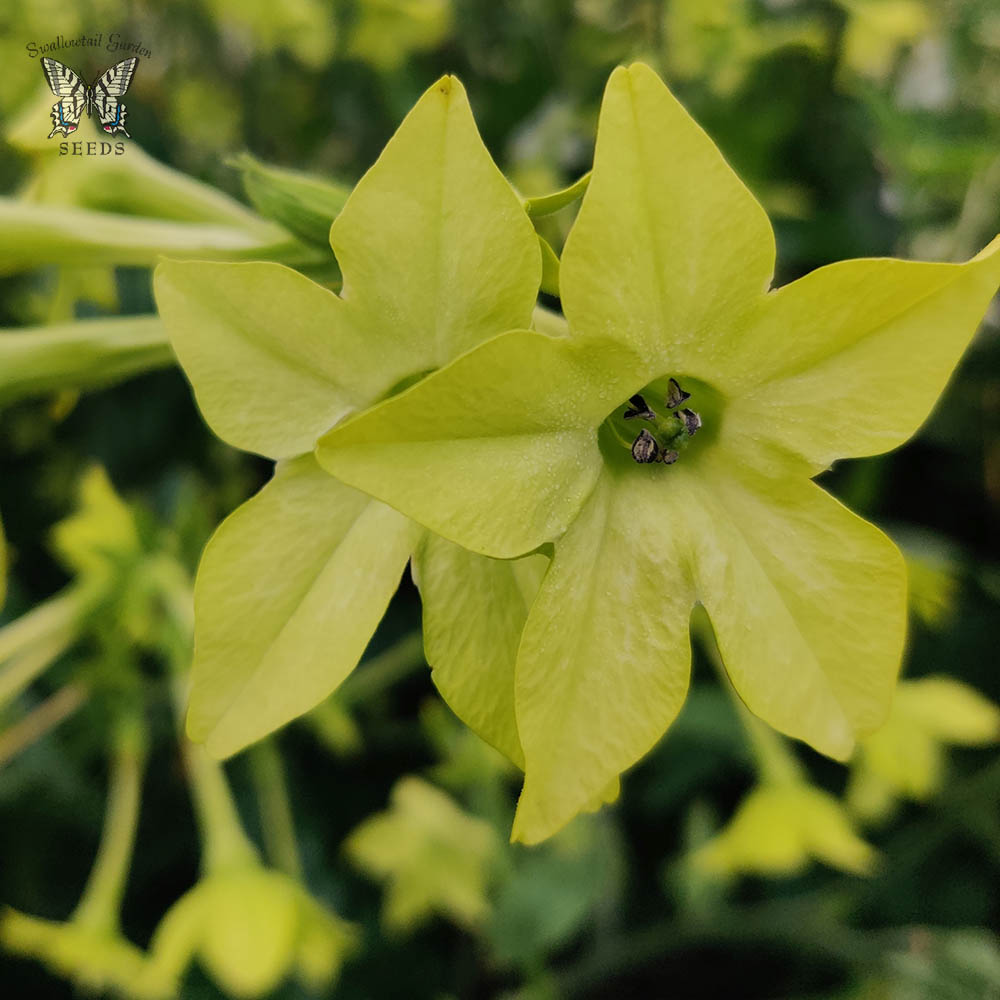 Nicotiana Alata Mojito