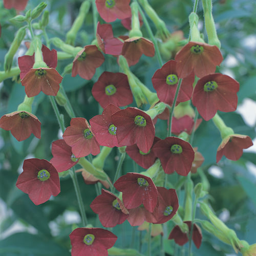 Nicotiana Seeds - 14 Flowering Tobaccos - Annual Flower Seeds