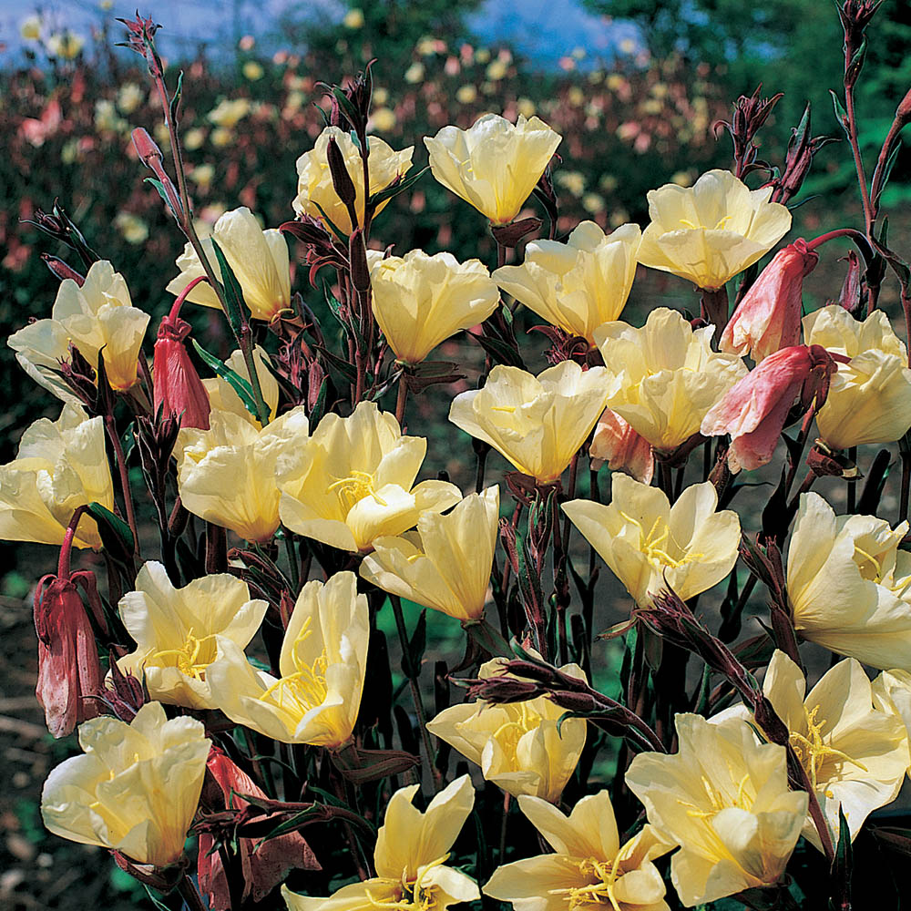 Evening Primrose Lemon Sunset