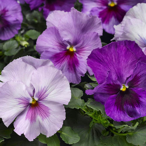 Pansy Delta Pro Lavender Blue Shades