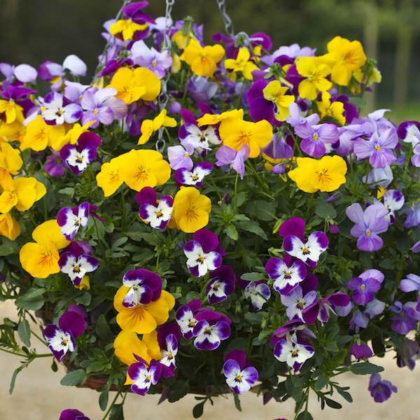 Pansy Seeds for sale | 45 Pansies | Annual Flower Seeds