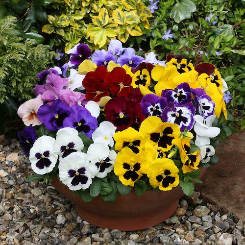 Pansy Seeds - 18 Pansies - Annual Flower Seeds