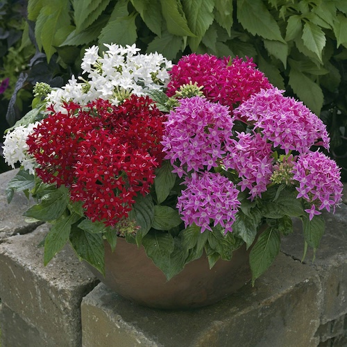 Pentas BeeBright Mix