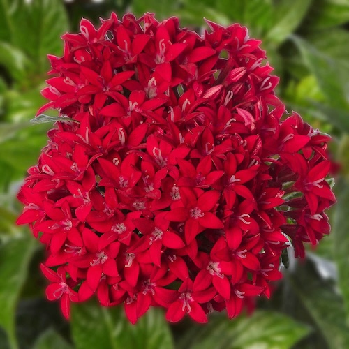 Pentas BeeBright Red Improved