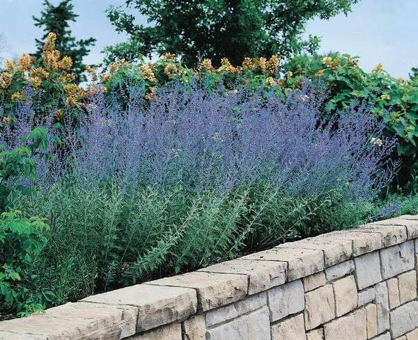 Russian Sage Seeds | Perovskia | Perennial Flower Seeds