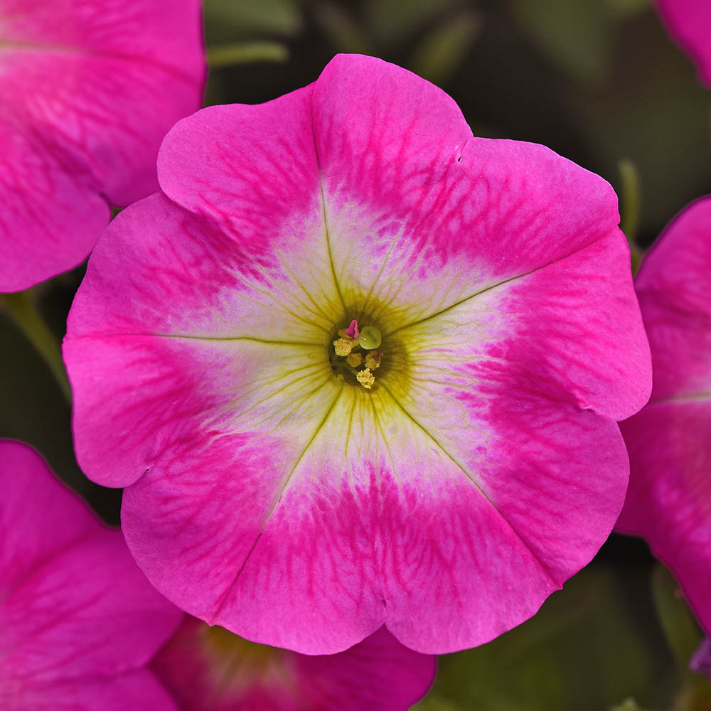 Petunia E3 Easy Wave Rose Morn