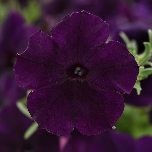 Petunia Easy Wave Navy Velour