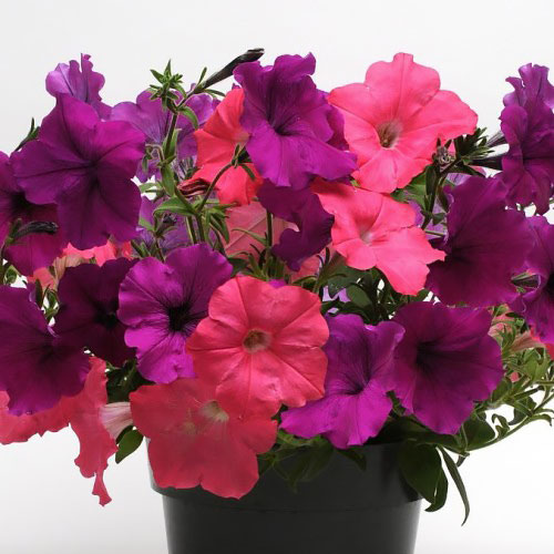 Trailing Petunia Seeds | 51 Trailing petunias | Annual Flower Seeds