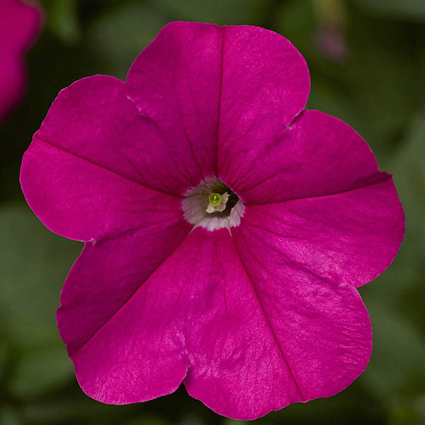 Petunia Fotofinish Pink