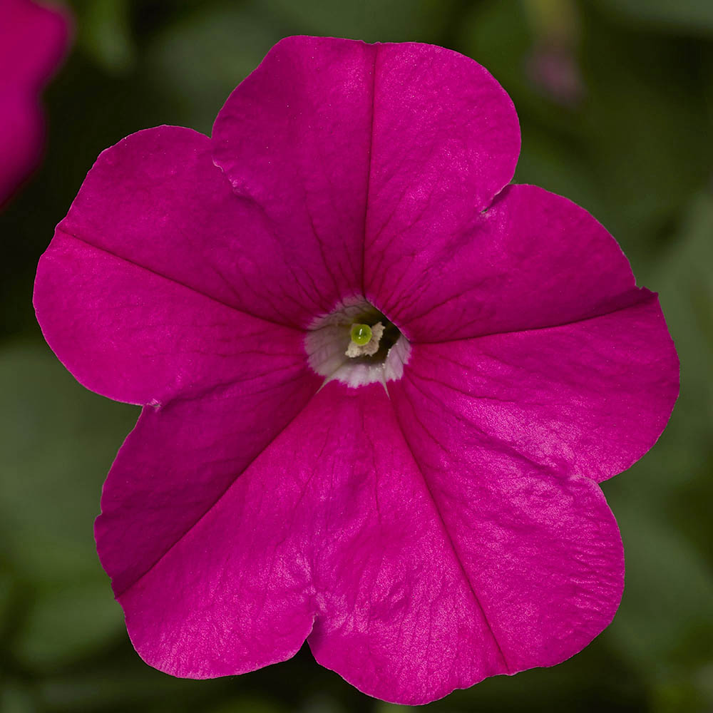 Petunia Fotofinish Pink