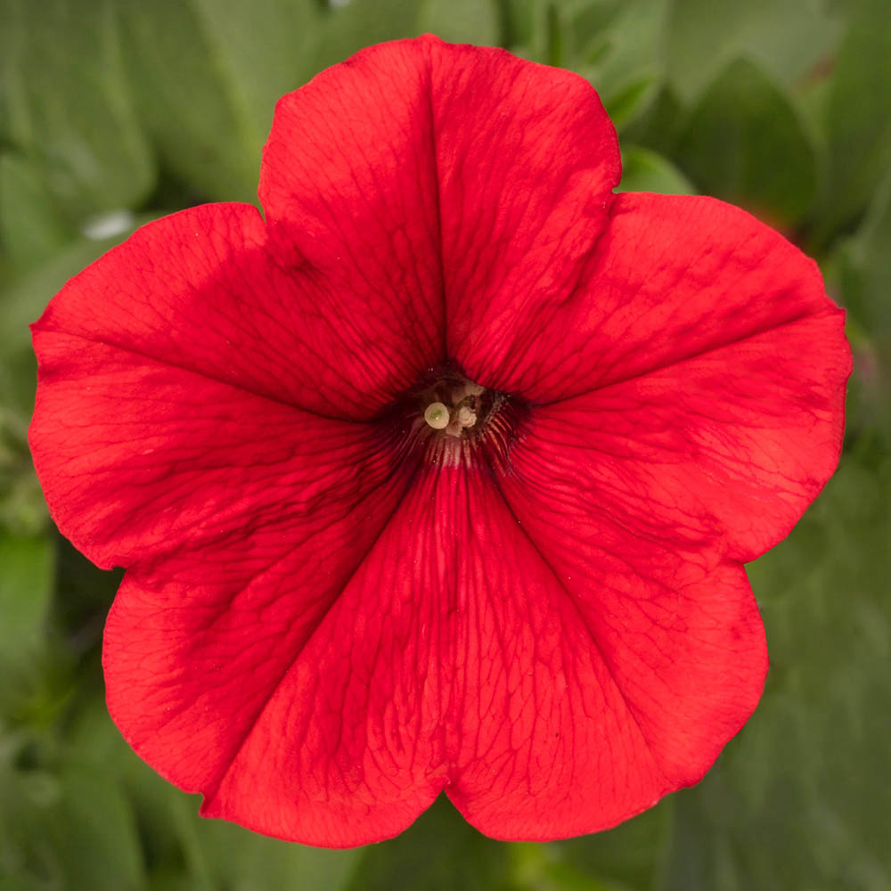 Petunia Fotofinish Red