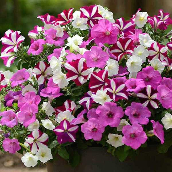 Trailing Petunia Seeds | 52 Trailing petunias | Annual Flower Seeds