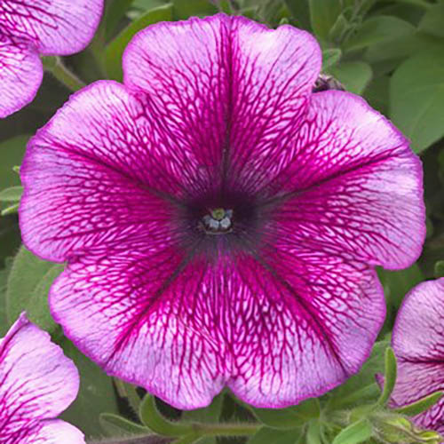 Petunia Trilogy Purple Vein