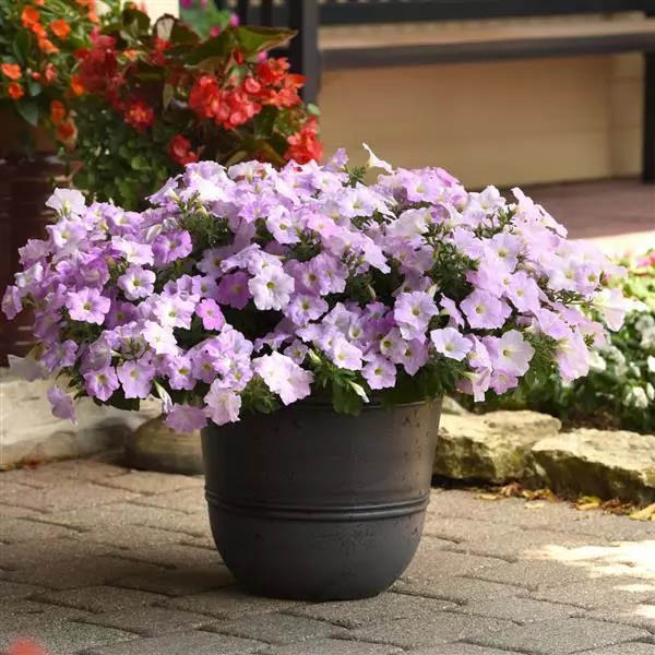 Wave Misty Lilac Trailing Petunia Seeds - Annual Flower Seeds
