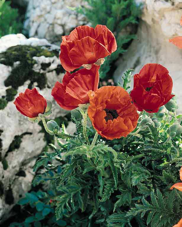 Oriental Poppy Seeds | Papaver orientalis | Perennial Flower Seeds